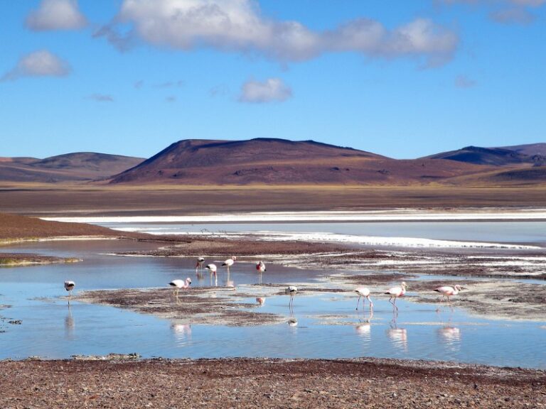 reserva-provincial-laguna-brava